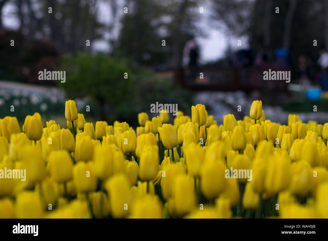 Champs de tulipes jaunes qui fleurissent. Champ de tulipes. Champ avec tulipes jaune Banque D'Images