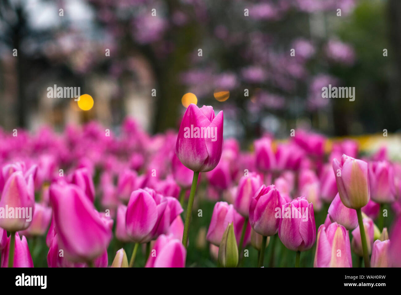 Les champs dans lesquels la floraison des tulipes roses et mauves. Champ de tulipes. Champ avec des tulipes roses et mauves. Banque D'Images