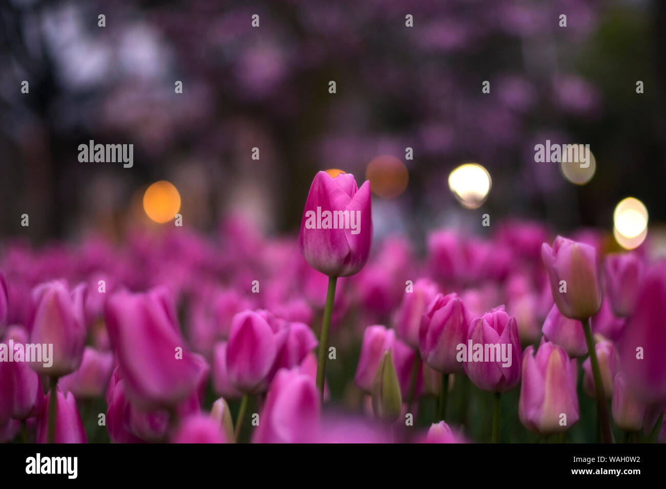 Les champs dans lesquels la floraison des tulipes roses et mauves. Champ de tulipes. Champ avec des tulipes roses et mauves. Banque D'Images