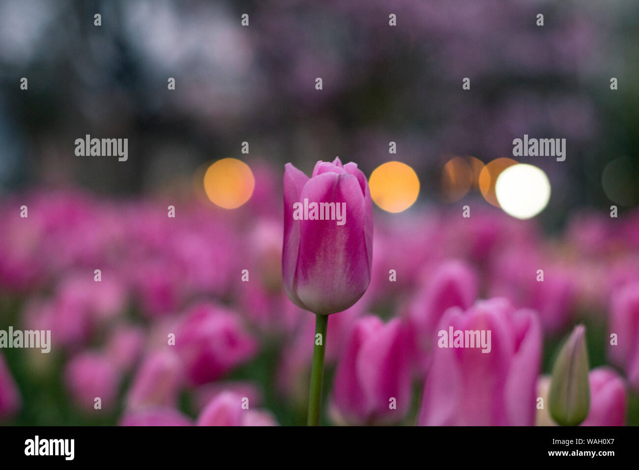 Les champs dans lesquels la floraison des tulipes roses et mauves. Champ de tulipes. Champ avec des tulipes roses et mauves. Banque D'Images