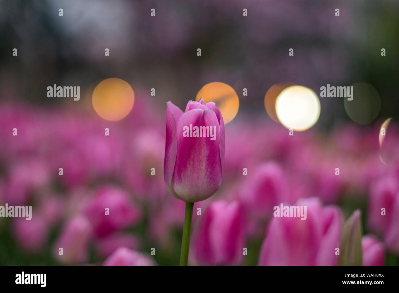 Les champs dans lesquels la floraison des tulipes roses et mauves. Champ de tulipes. Champ avec des tulipes roses et mauves. Banque D'Images