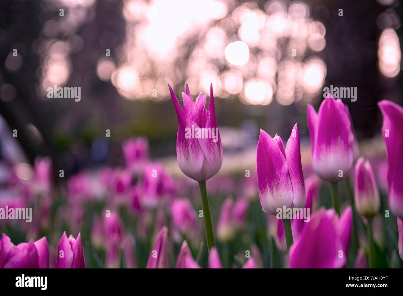 Les champs dans lesquels la floraison des tulipes roses et mauves. Champ de tulipes. Champ avec des tulipes roses et mauves. Banque D'Images