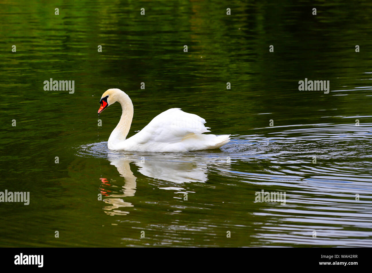 Beau cygne blanc nage dans l'eau dans le parc d'Ouman, Ukraine. Lac du parc au printemps, été, automne Banque D'Images