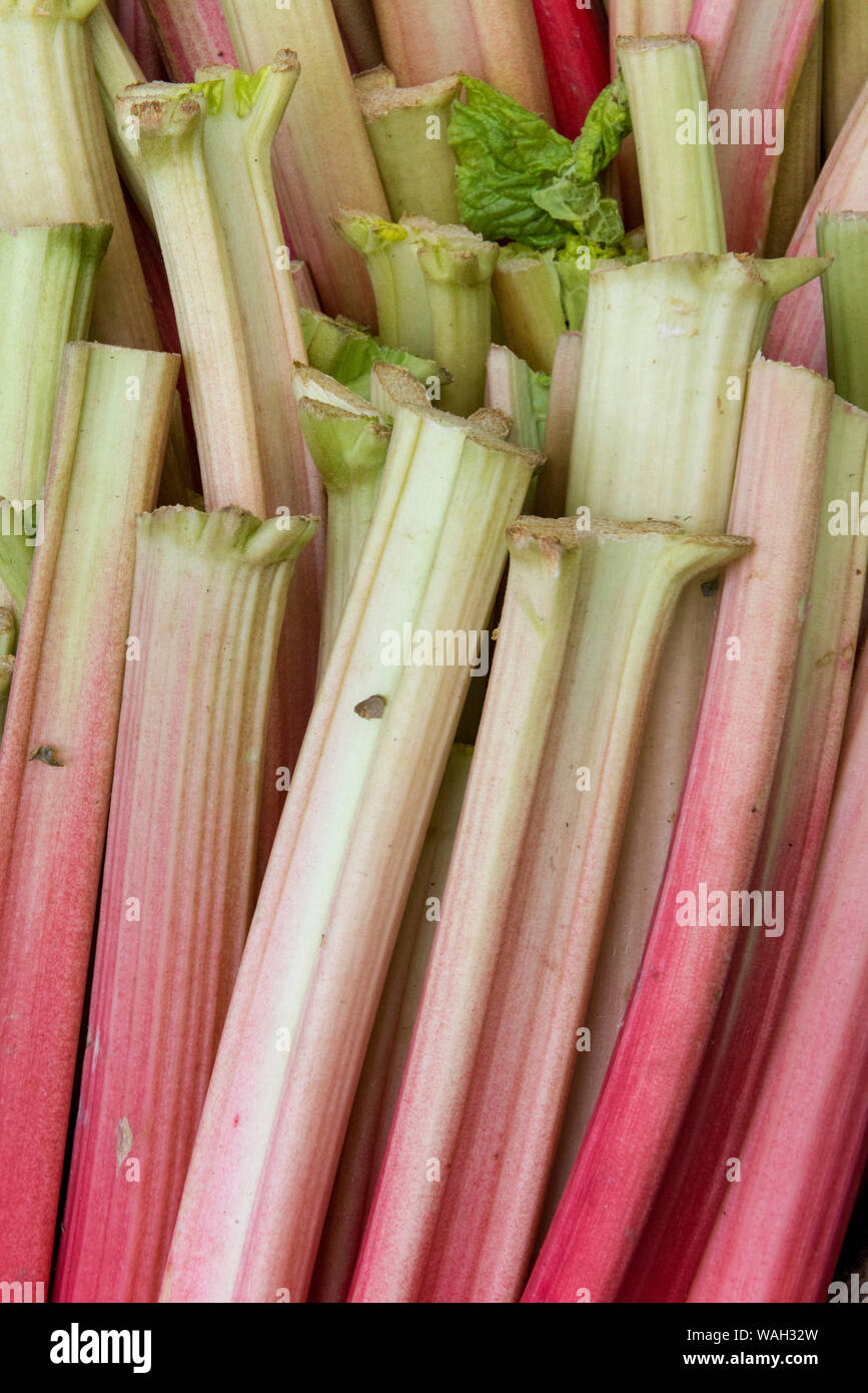 La rhubarbe fraîchement coupées sur un marché de producteurs de fruits et légumes sur un marché de décrochage. Banque D'Images