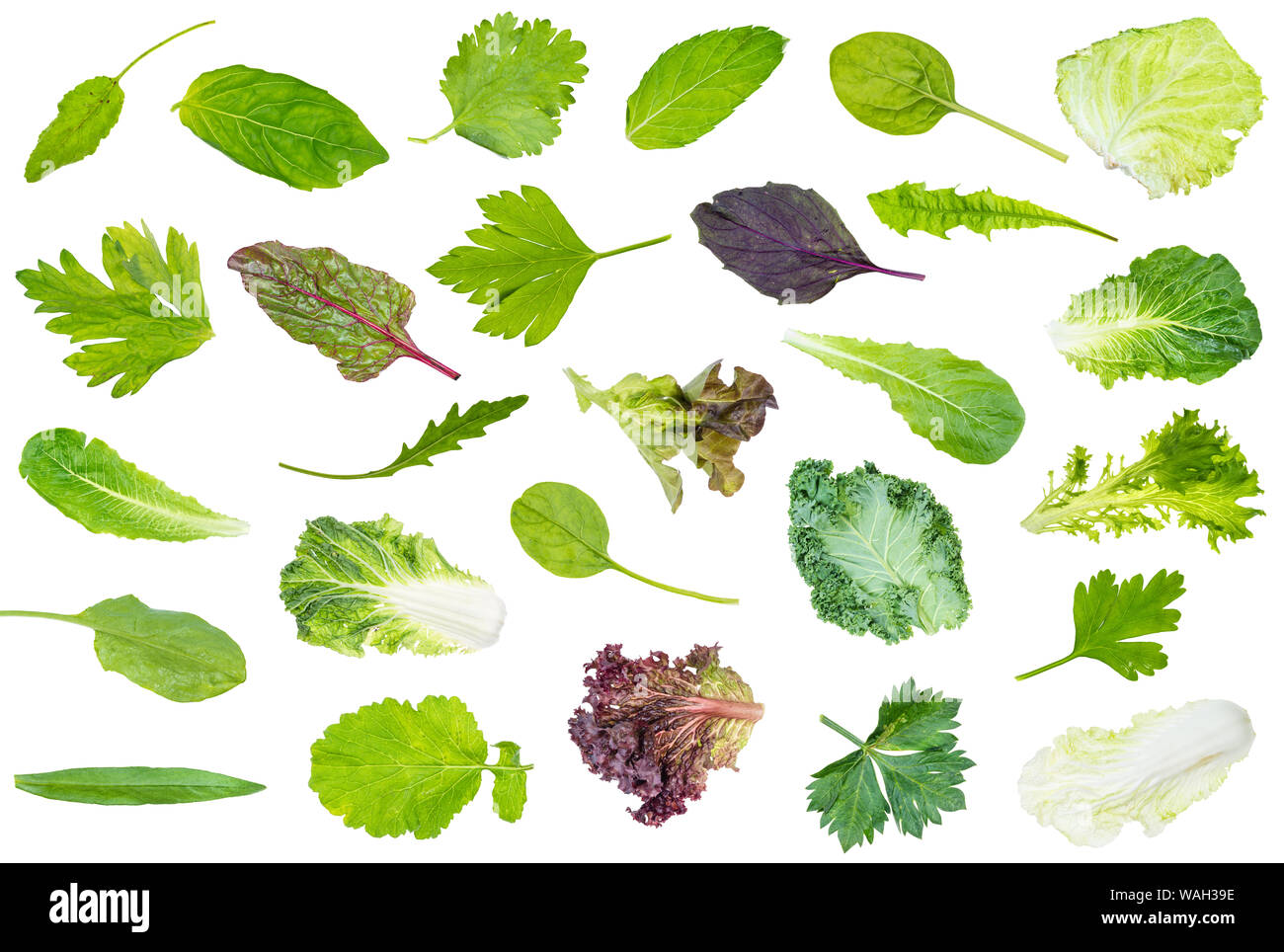 Collection de divers produits frais de feuilles verts jardin découper sur fond blanc Banque D'Images