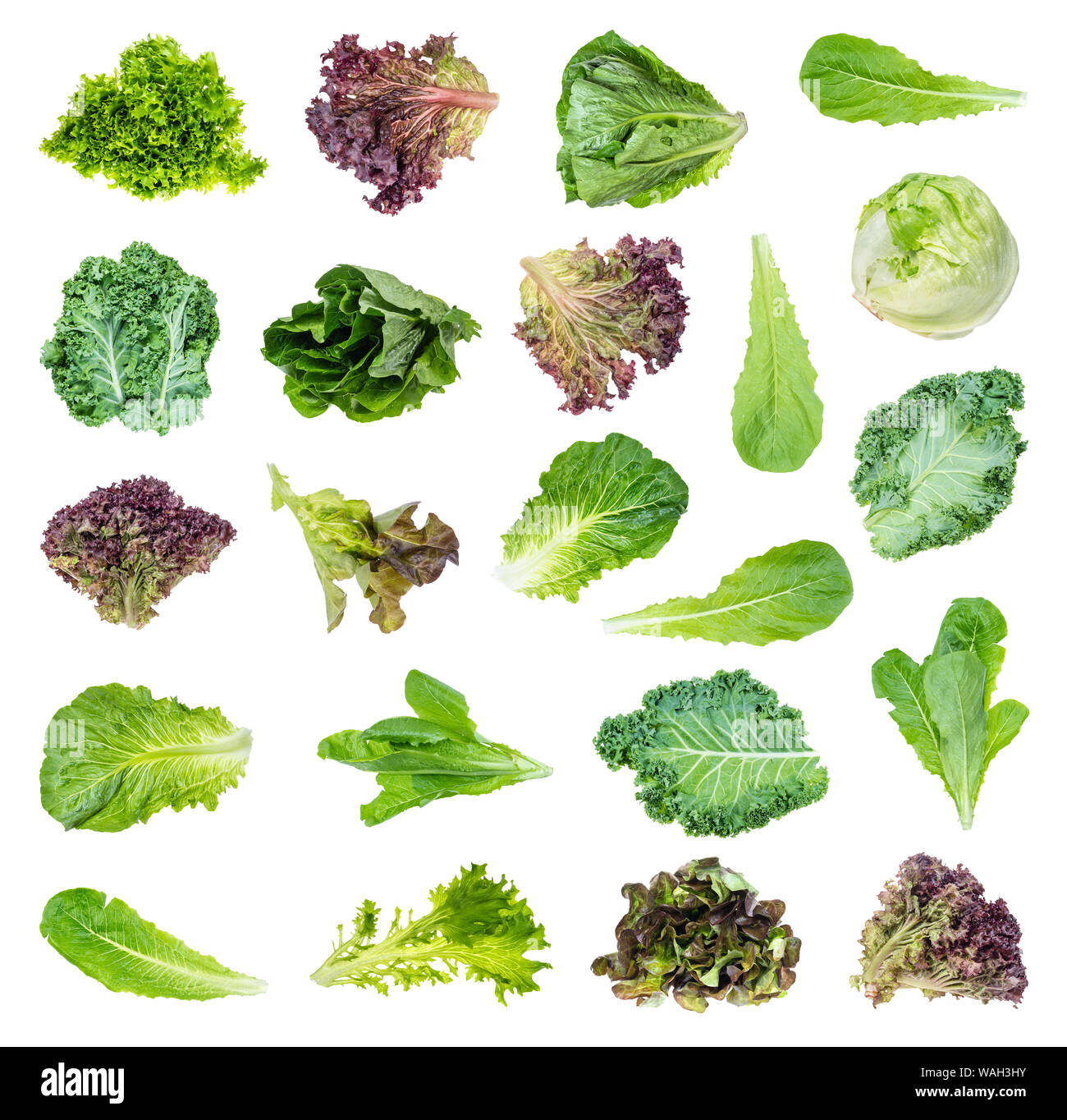 Série de laitues fraîches et kale découper sur fond blanc Banque D'Images
