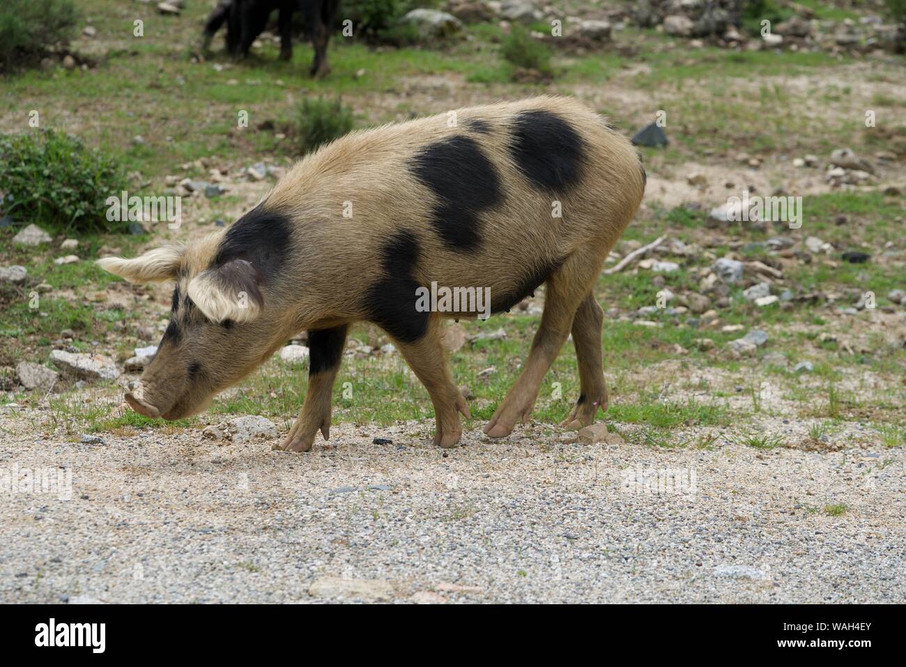 Noir-beige corse cochon sauvage sur un chemin Banque D'Images