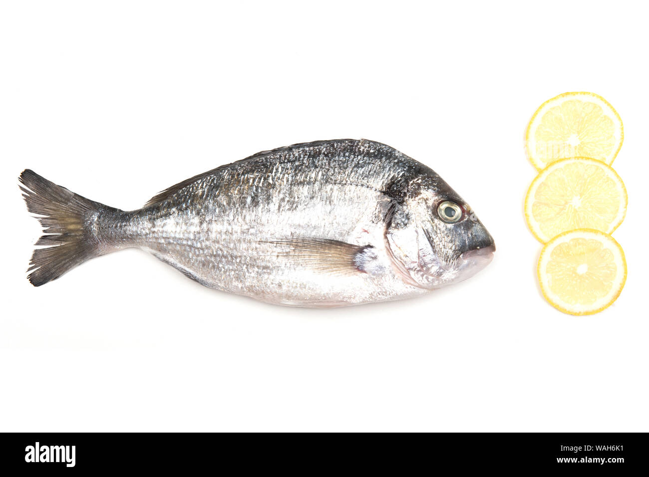 Poisson frais Dorado isolé sur fond blanc ingrédients pour la cuisson. Vue de dessus. Banque D'Images