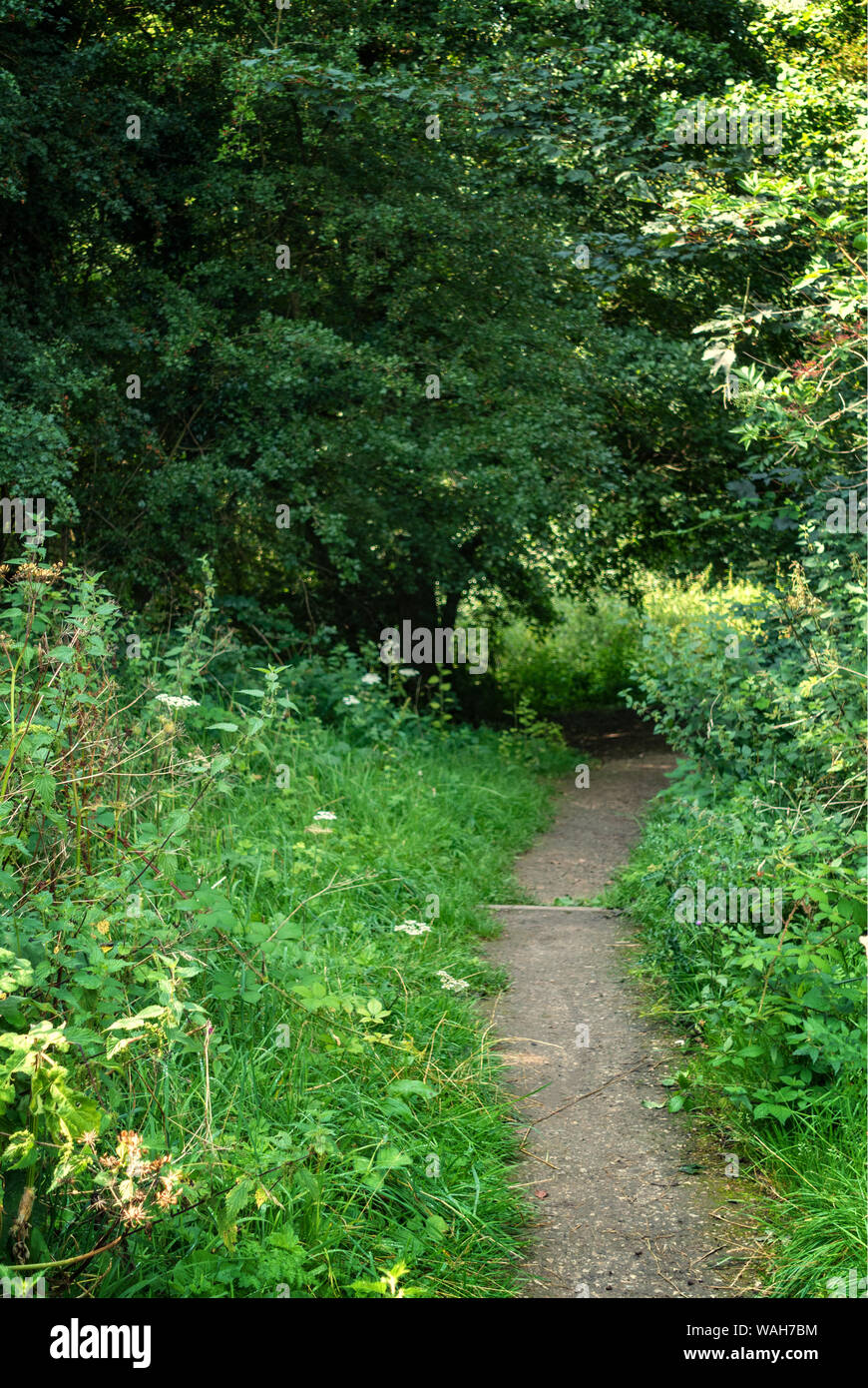 Chemin à travers un bois en été Banque D'Images