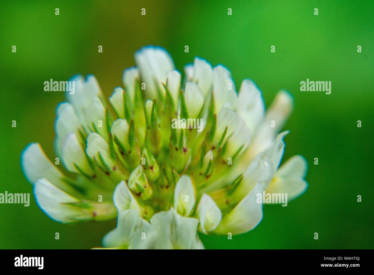 Photo macro nature fleur blanche trèfle. Fond de fleurs de trèfle en fleurs sur un champ vert. Trèfle floraison sauvage pousse dans le sol. Banque D'Images