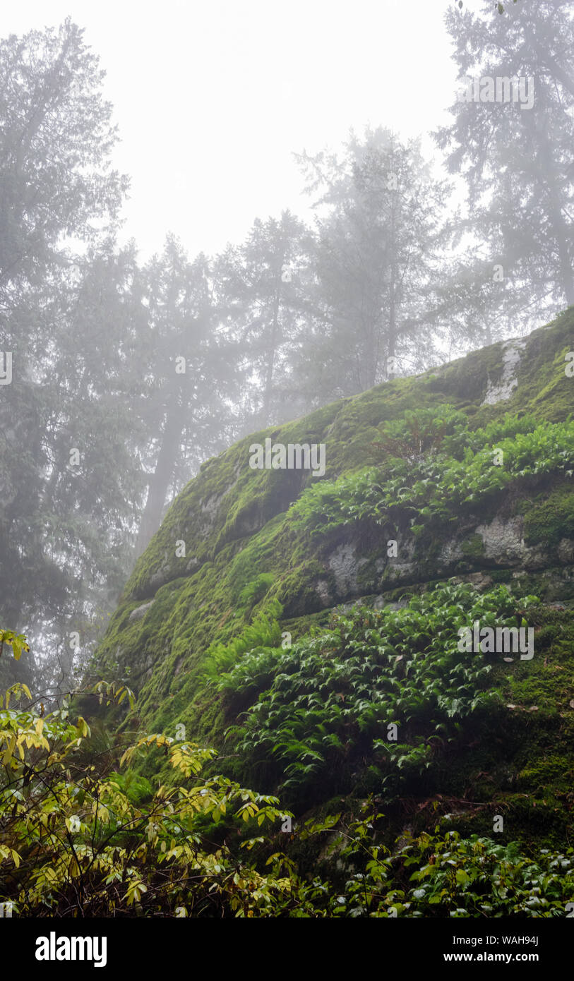 Envahi par la falaise avec moss sous les arbres disparaissant dans la brume brouillard humide en Colombie-Britannique, Canada. Banque D'Images