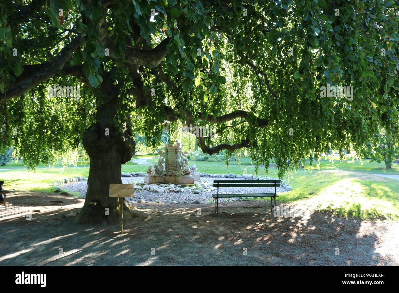 Un banc sous un saule pleureur dans les jardins publics, Halifax ! Banque D'Images