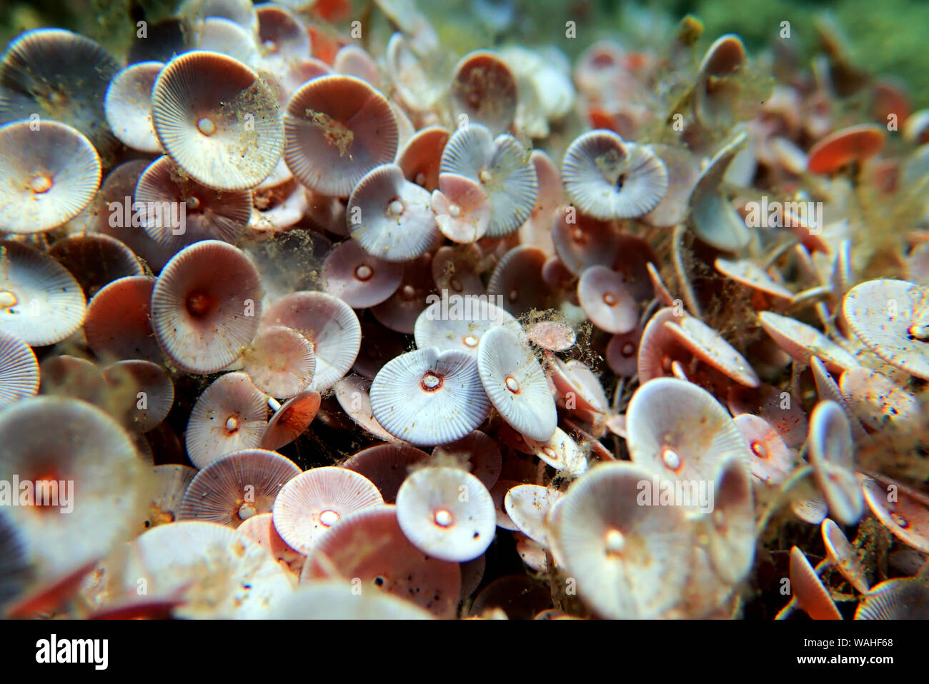 Acetabularia mediterranea - Les algues de la mer Méditerranée Banque D'Images