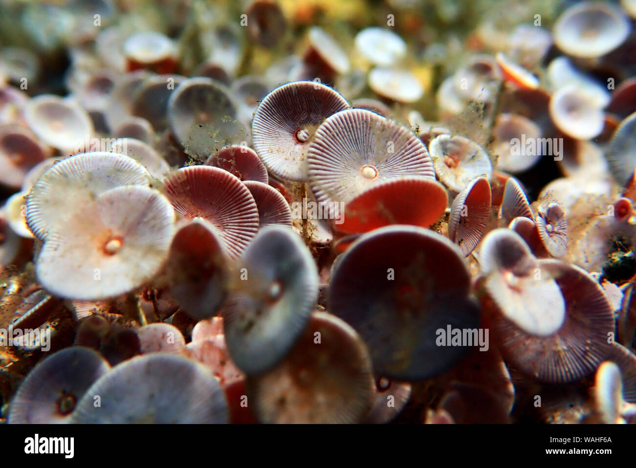 Acetabularia mediterranea - Les algues de la mer Méditerranée Banque D'Images