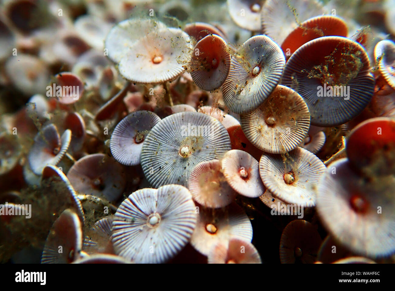 Acetabularia mediterranea - Les algues de la mer Méditerranée Banque D'Images