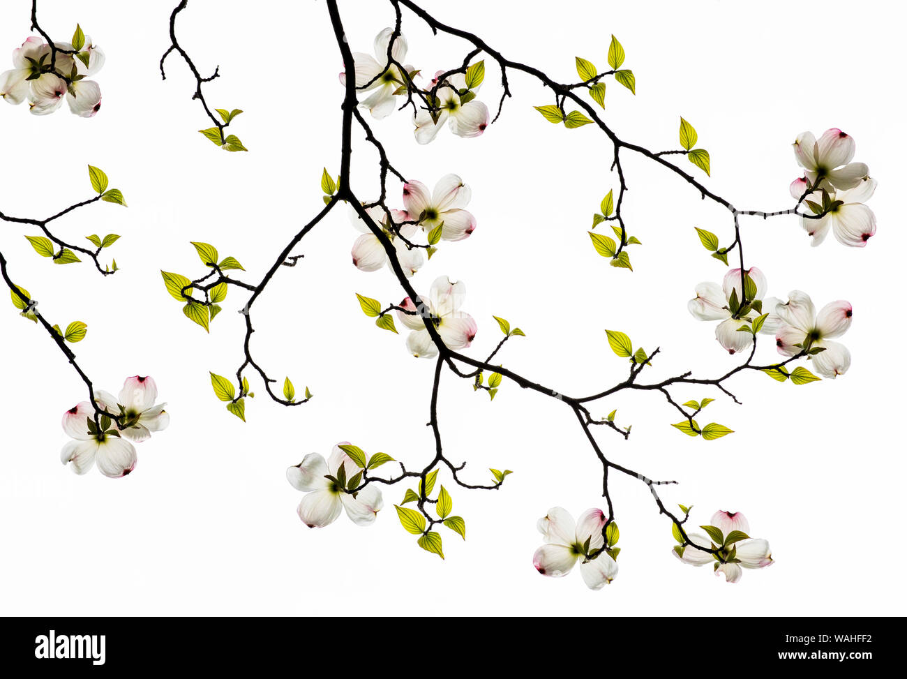 Cornouiller fleuri (Cornus florida), floraison, printemps, Est des États-Unis, par Bruce Montagne/Dembinsky Assoc Photo Banque D'Images