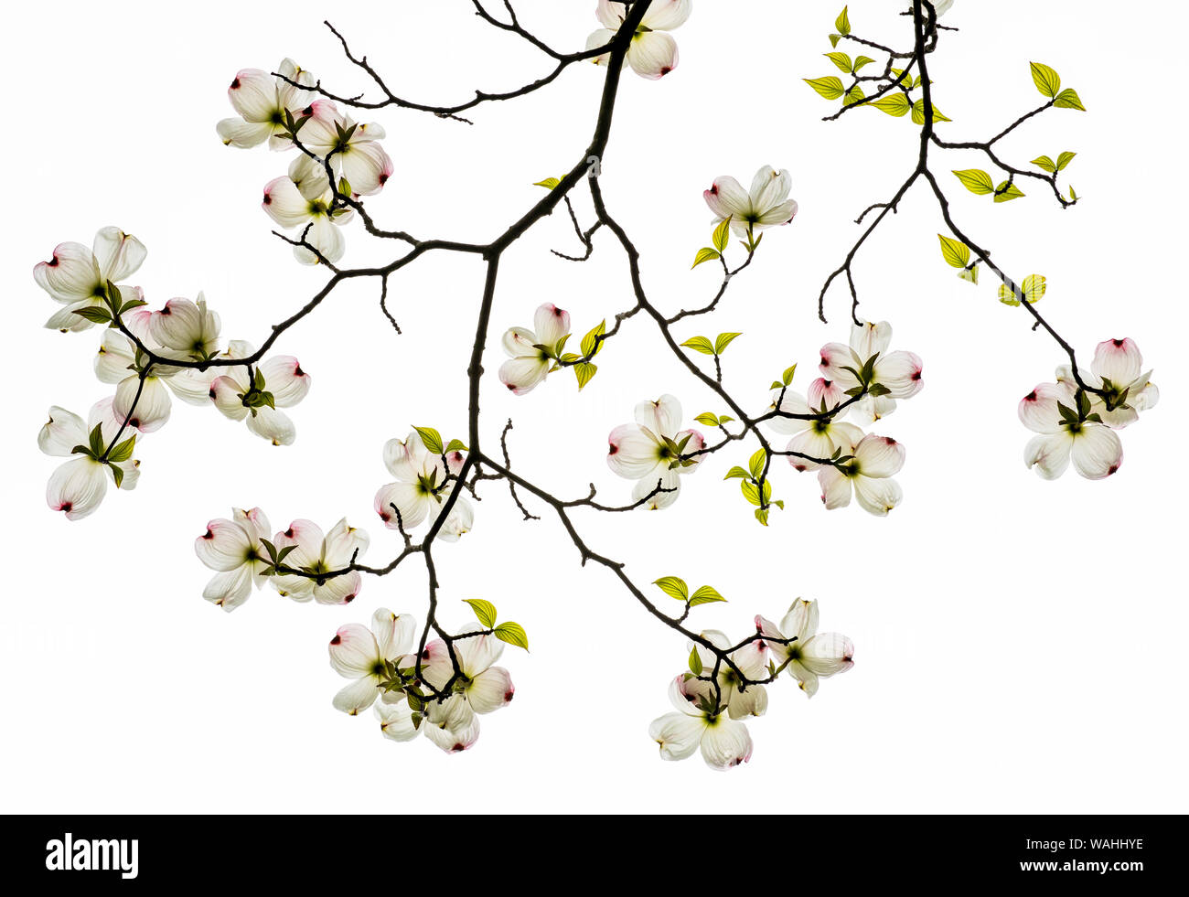 Cornouiller fleuri (Cornus florida), floraison, printemps, Est des États-Unis, par Bruce Montagne/Dembinsky Assoc Photo Banque D'Images