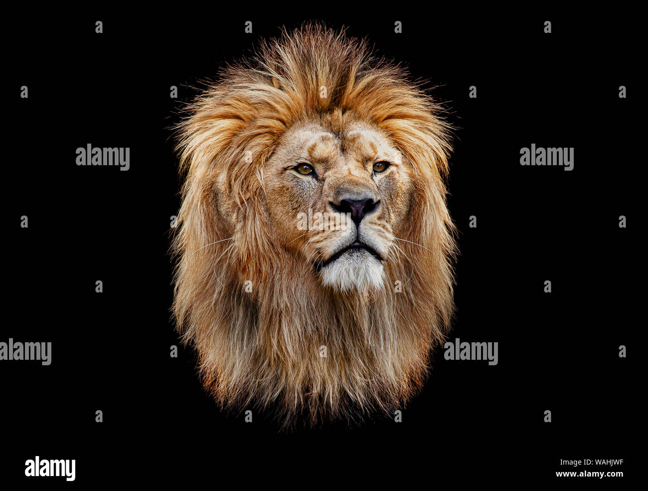 Tête de lion de couleur sur fond noir Banque D'Images