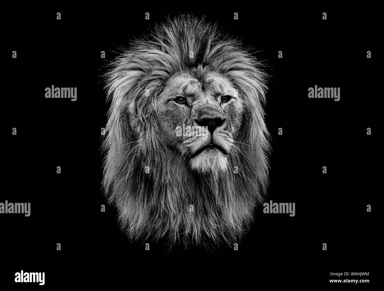 La tête en noir et blanc d'un lion Banque D'Images