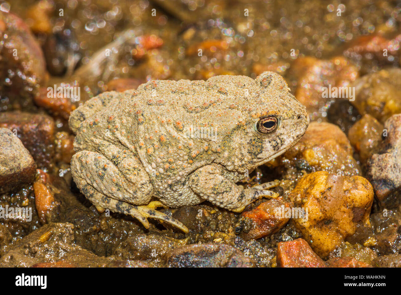 Le Crapaud de Woodhouse jeunes minuscule à peine un pouce de longueur, longe le littoral de l'Est du ruisseau Plum, Castle Rock Colorado nous. Photo prise en août. Banque D'Images