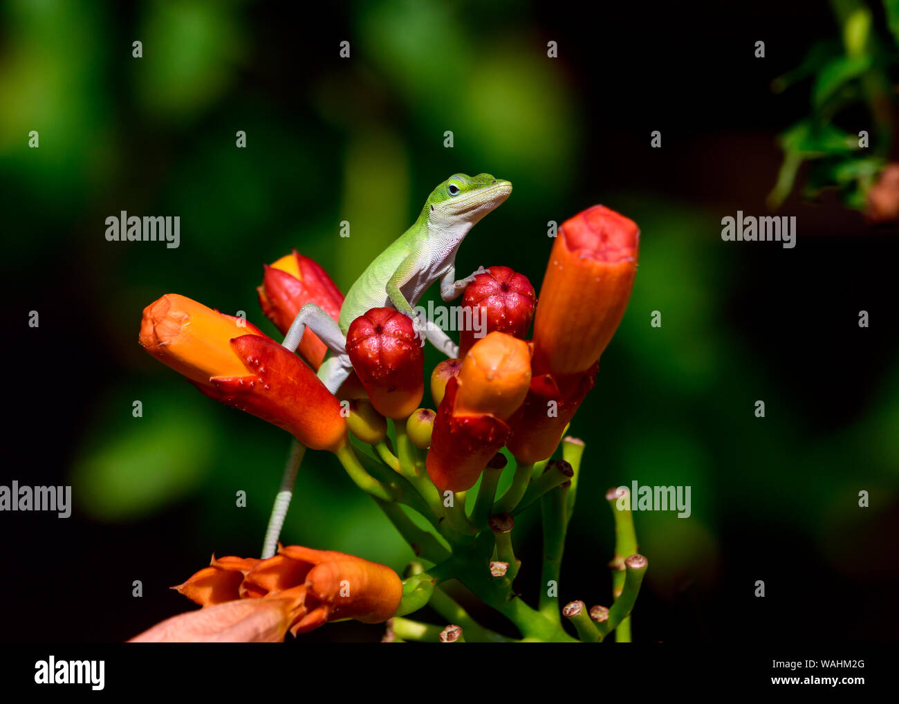 Petit anole vert (Anolis carolinensis) Comité permanent sur l'orange fleurs vigne trompette Banque D'Images