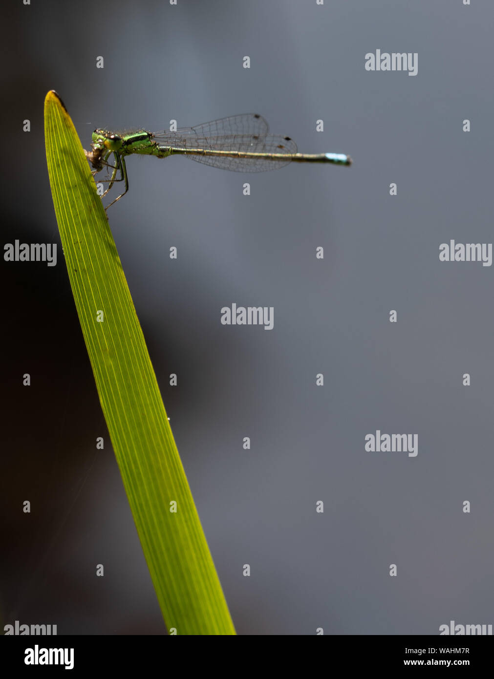 Demoiselle à queue bleue ('Ischnura elegans) sur un brin d'herbe verte jusqu'fermer Banque D'Images