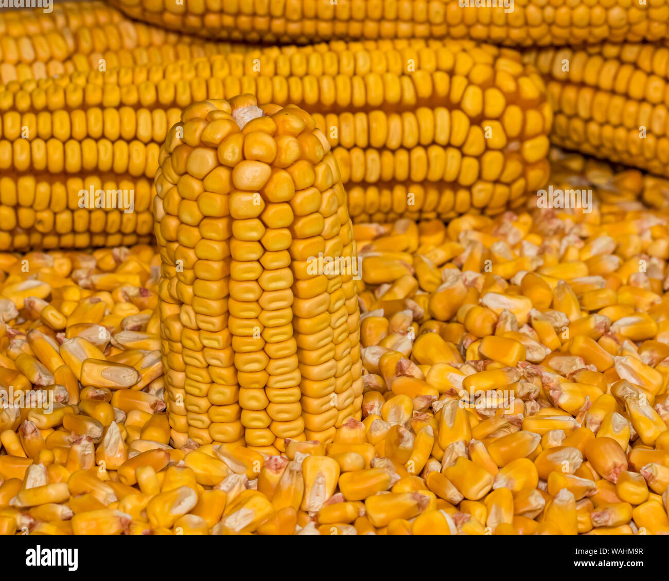 Épis de maïs sur un tas de grains décortiqués Banque D'Images