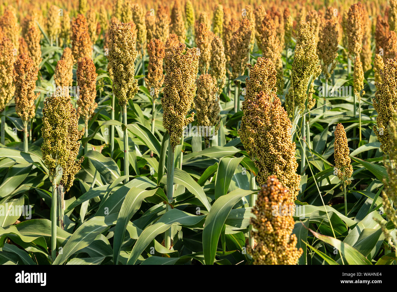 Mil ou sorgho dans un champ. Il est largement cultivé dans les régions chaudes et est une source importante de céréales et d'aliments pour bétail. Banque D'Images