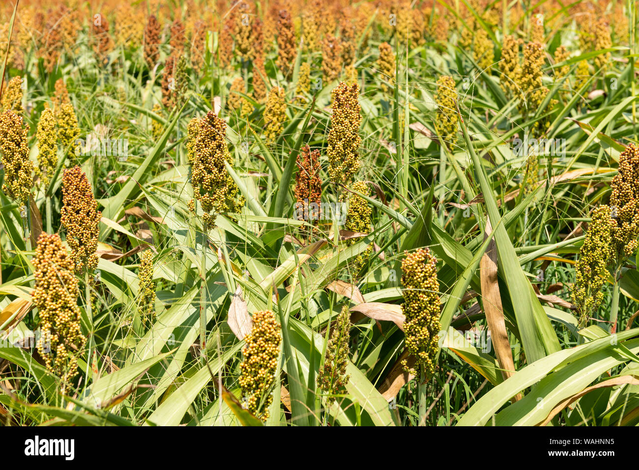 Mil ou sorgho dans un champ. Il est largement cultivé dans les régions chaudes et est une source importante de céréales et d'aliments pour bétail. Banque D'Images