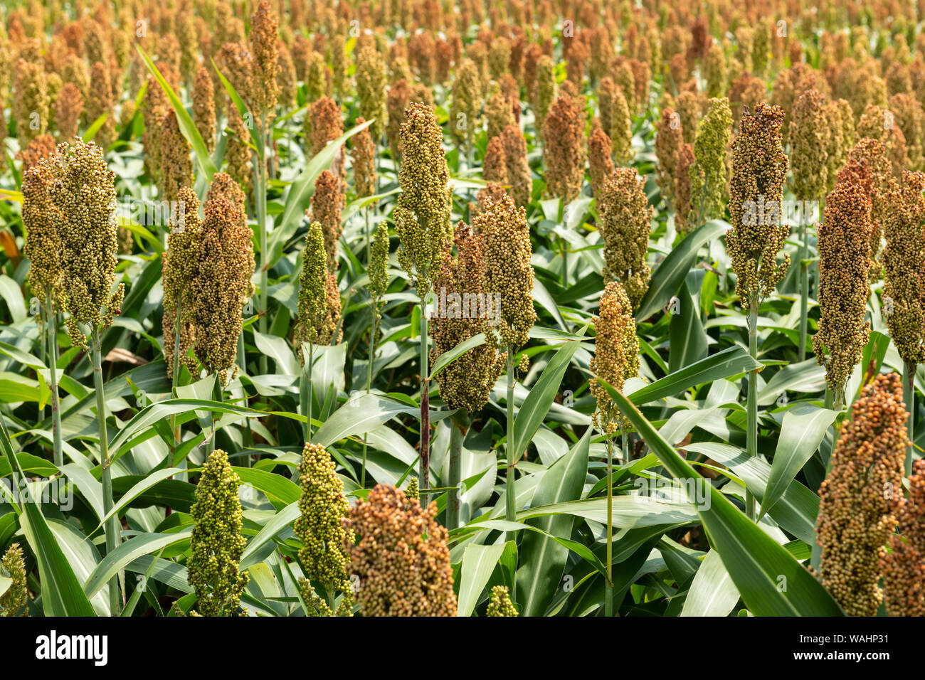 Mil ou sorgho dans un champ. Il est largement cultivé dans les régions chaudes et est une source importante de céréales et d'aliments pour bétail. Banque D'Images