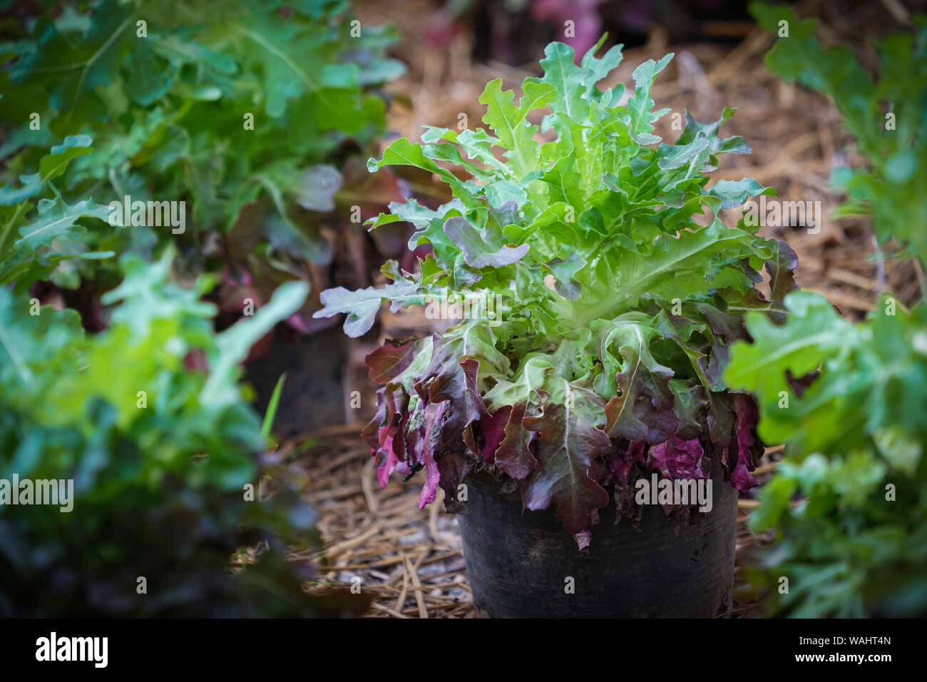 Chêne rouge dans l'usine de laitue potager Banque D'Images