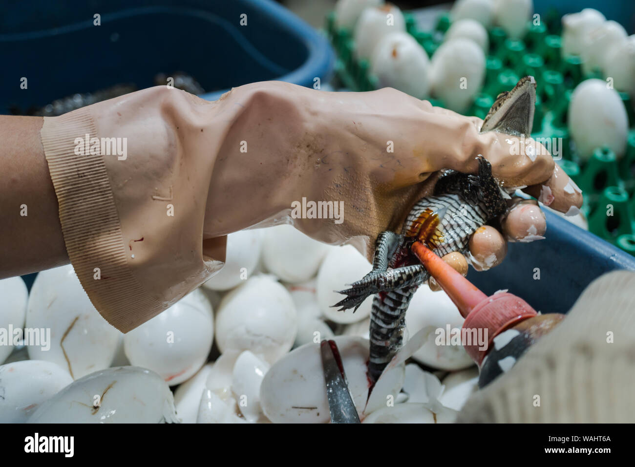 Antiseptique Desinfectant Liquide Gouttes Travailleur Sur Blessure Apres La Coupe Du Cordon Ombilical D Un Bebe Nouveau Ne Crocodile Photo Stock Alamy
