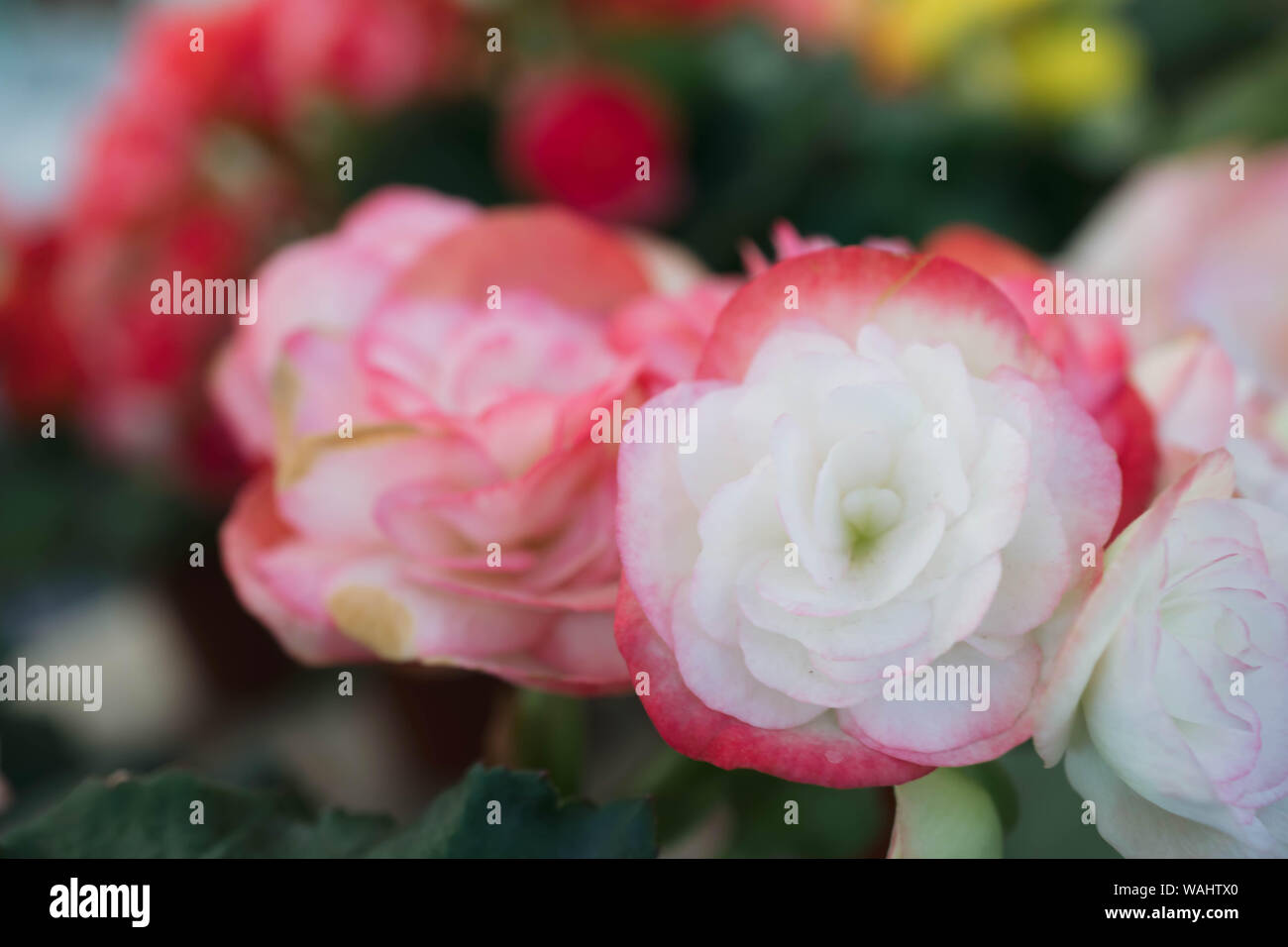 Les fleurs de Bégonia rouge et blanc dans le jardin Banque D'Images