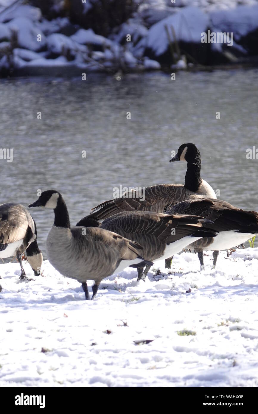 Famille d'oies de traîner dans le temps de neige froide à Lakeside Park à Fond du Lac, Wisconsin Banque D'Images