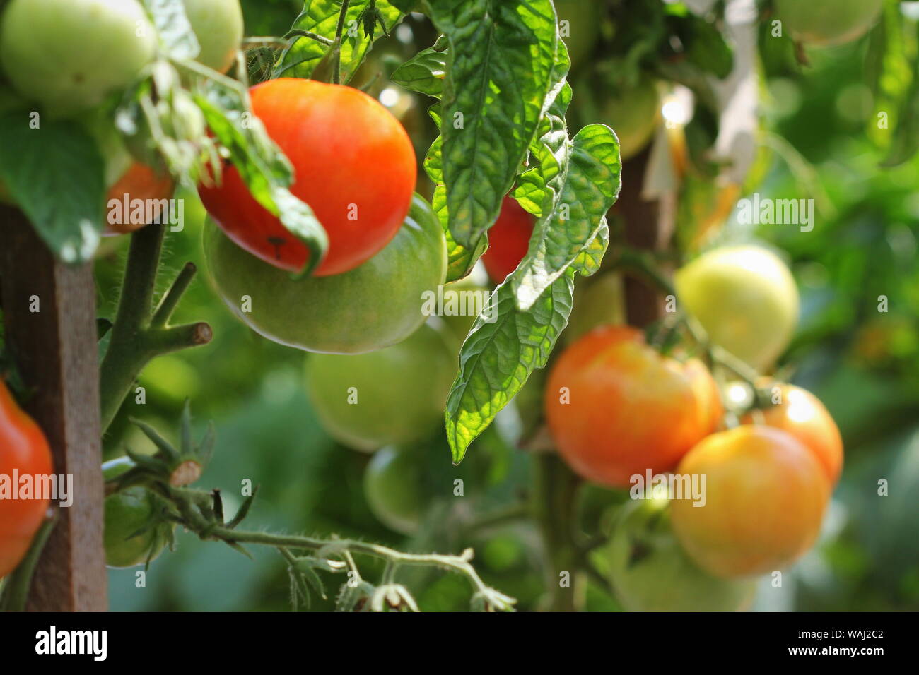 Tomates rouges mûres fraîches dans la croissance des plantes Jardin prêt pour la récolte Banque D'Images