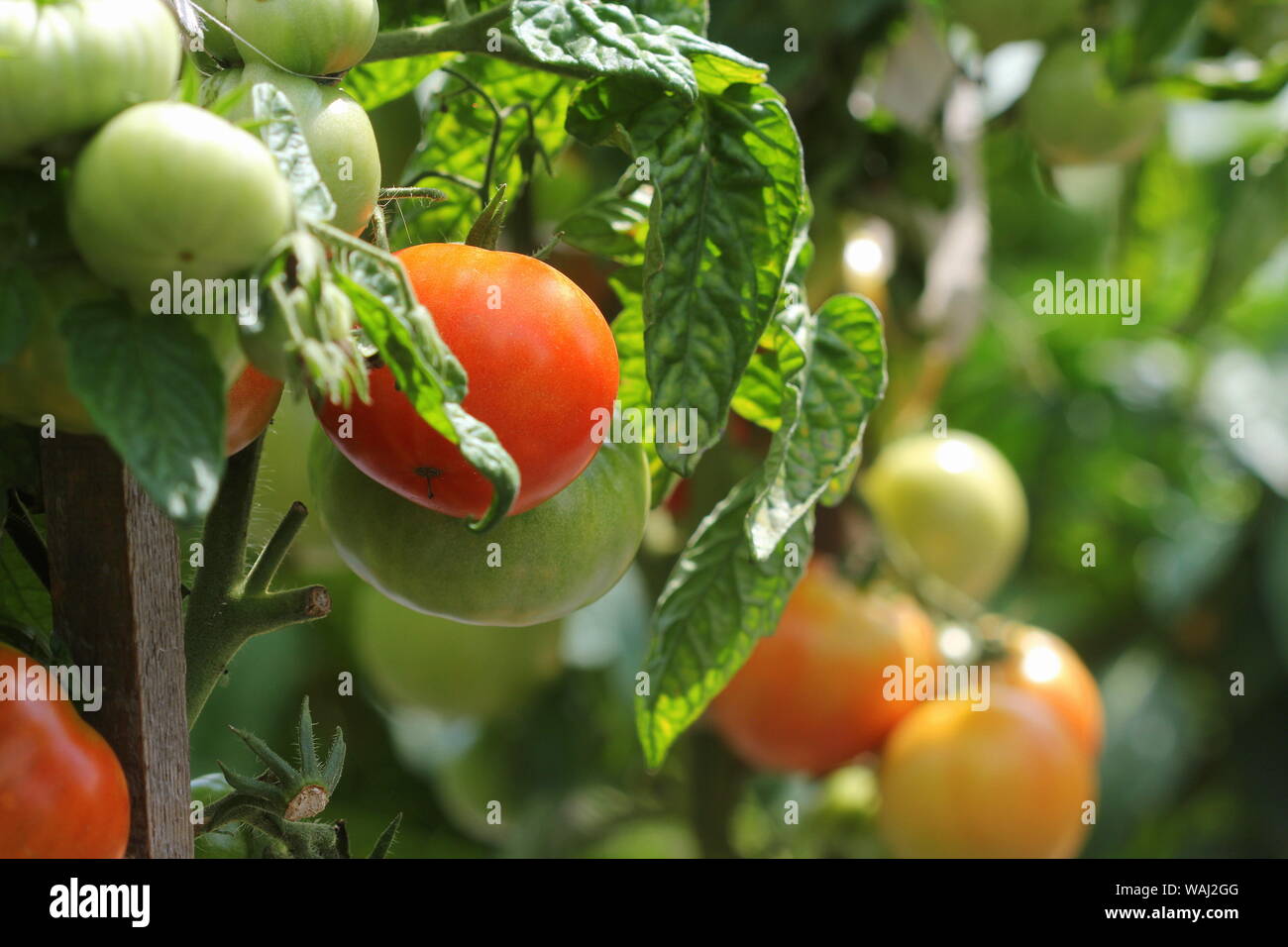 Tomates rouges mûres fraîches dans la croissance des plantes Jardin prêt pour la récolte Banque D'Images