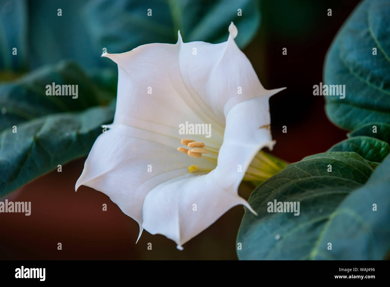Datura stramonium, buisson à fleurs avec Apple Banque D'Images