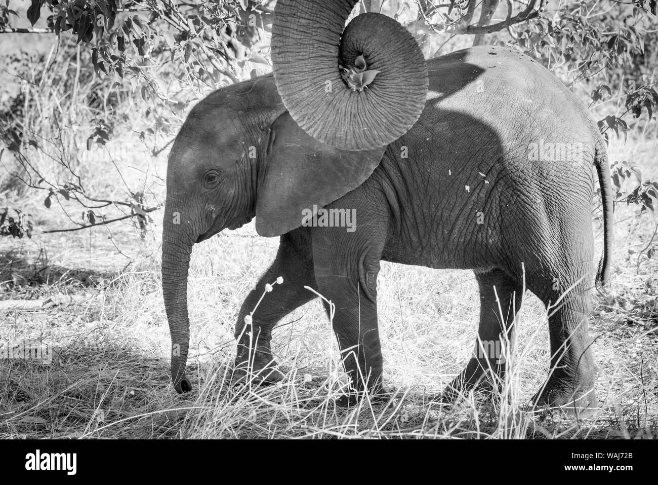 L'Afrique, Botswana, Chobe National Park. Noir et blanc de veau éléphant close-up. En tant que crédit : Wendy Kaveney Jaynes / Galerie / DanitaDelimont.com Banque D'Images