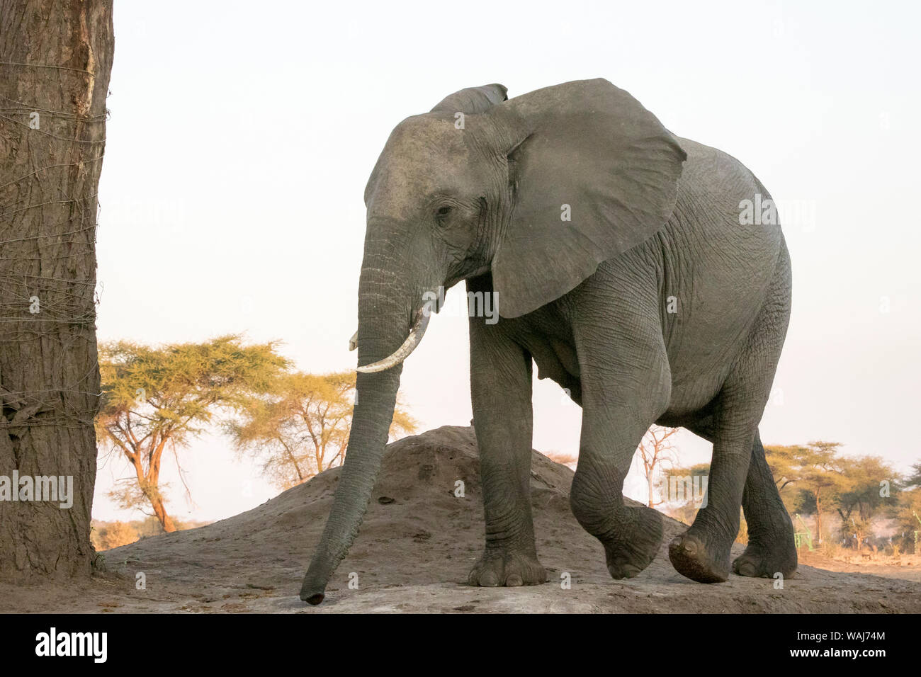 L'Afrique, Botswana, Senyati Safari Camp. Close-up de l'éléphant femelle marche à pied. En tant que crédit : Wendy Kaveney Jaynes / Galerie / DanitaDelimont.com Banque D'Images