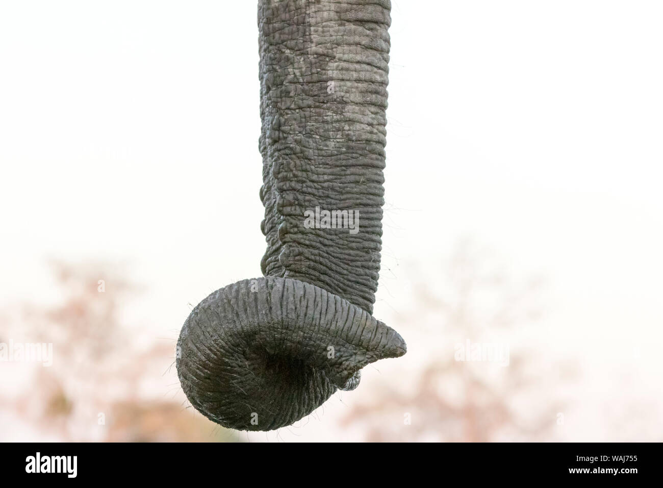 L'Afrique, Botswana, Senyati Safari Camp. Close-up de elephant trunk. En tant que crédit : Wendy Kaveney Jaynes / Galerie / DanitaDelimont.com Banque D'Images