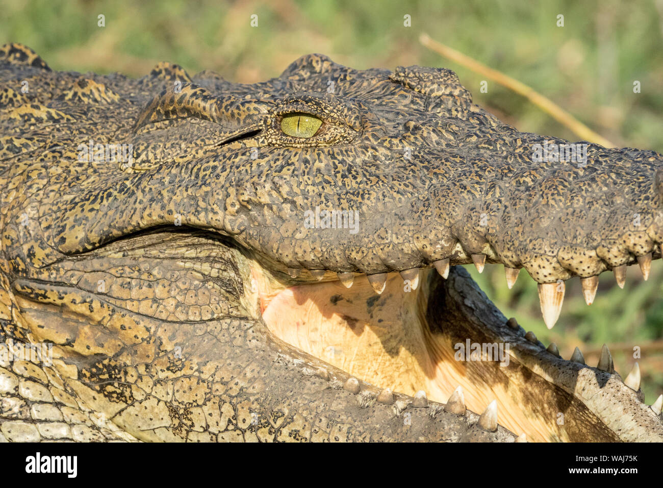L'Afrique, Botswana, Chobe National Park. Soleil de crocodiles dans l'herbe. En tant que crédit : Wendy Kaveney Jaynes / Galerie / DanitaDelimont.com Banque D'Images