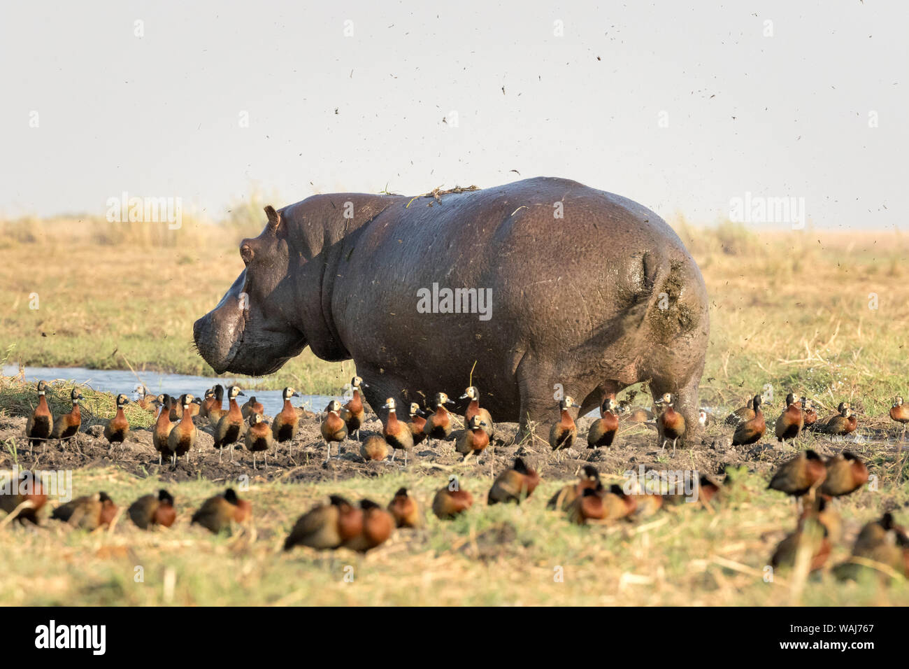 L'Afrique, Botswana, Chobe National Park. Oies égyptiennes et mâle hippo marquant du territoire. En tant que crédit : Wendy Kaveney Jaynes / Galerie / DanitaDelimont.com Banque D'Images