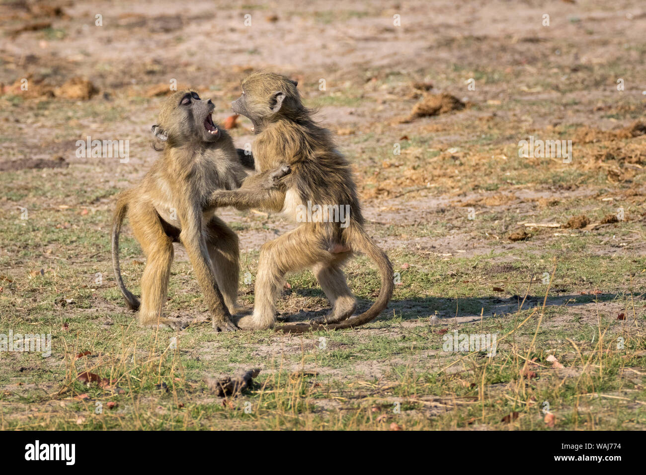 L'Afrique, Botswana, Chobe National Park. Les jeunes babouins à jouer. En tant que crédit : Wendy Kaveney Jaynes / Galerie / DanitaDelimont.com Banque D'Images