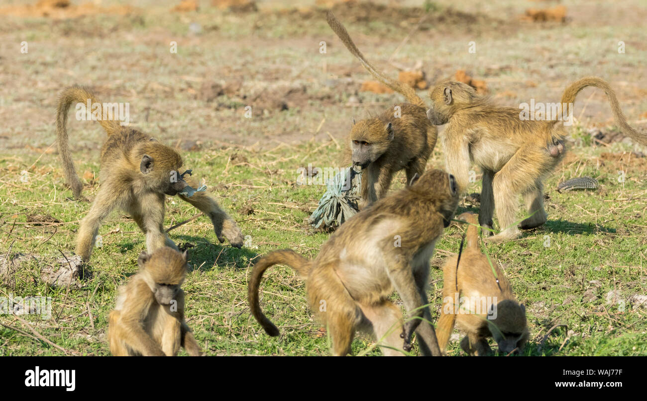 L'Afrique, Botswana, Senyati Safari Camp. Les babouins se quereller. En tant que crédit : Wendy Kaveney Jaynes / Galerie / DanitaDelimont.com Banque D'Images