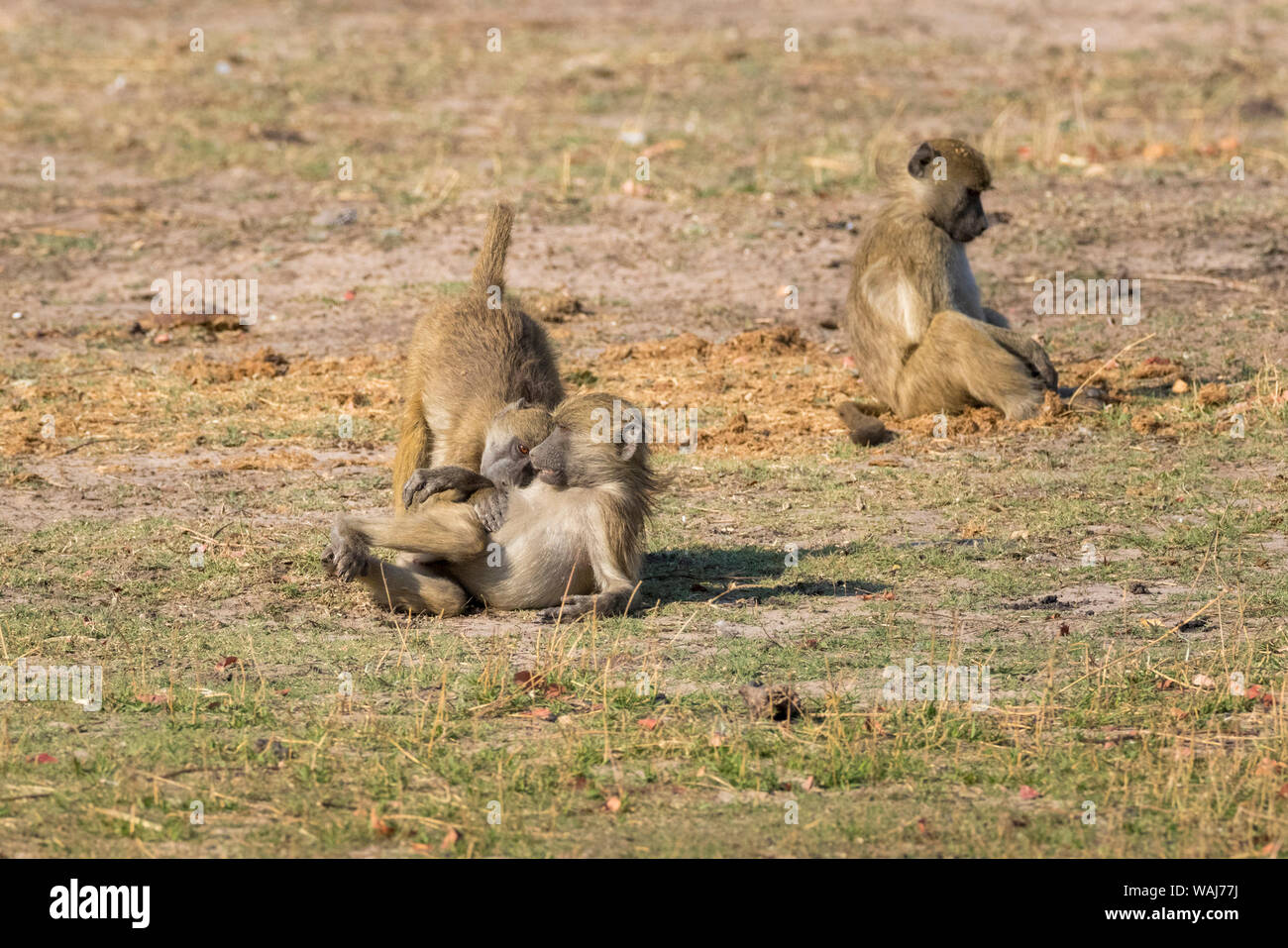 L'Afrique, Botswana, Chobe National Park. Les jeunes babouins à jouer. En tant que crédit : Wendy Kaveney Jaynes / Galerie / DanitaDelimont.com Banque D'Images