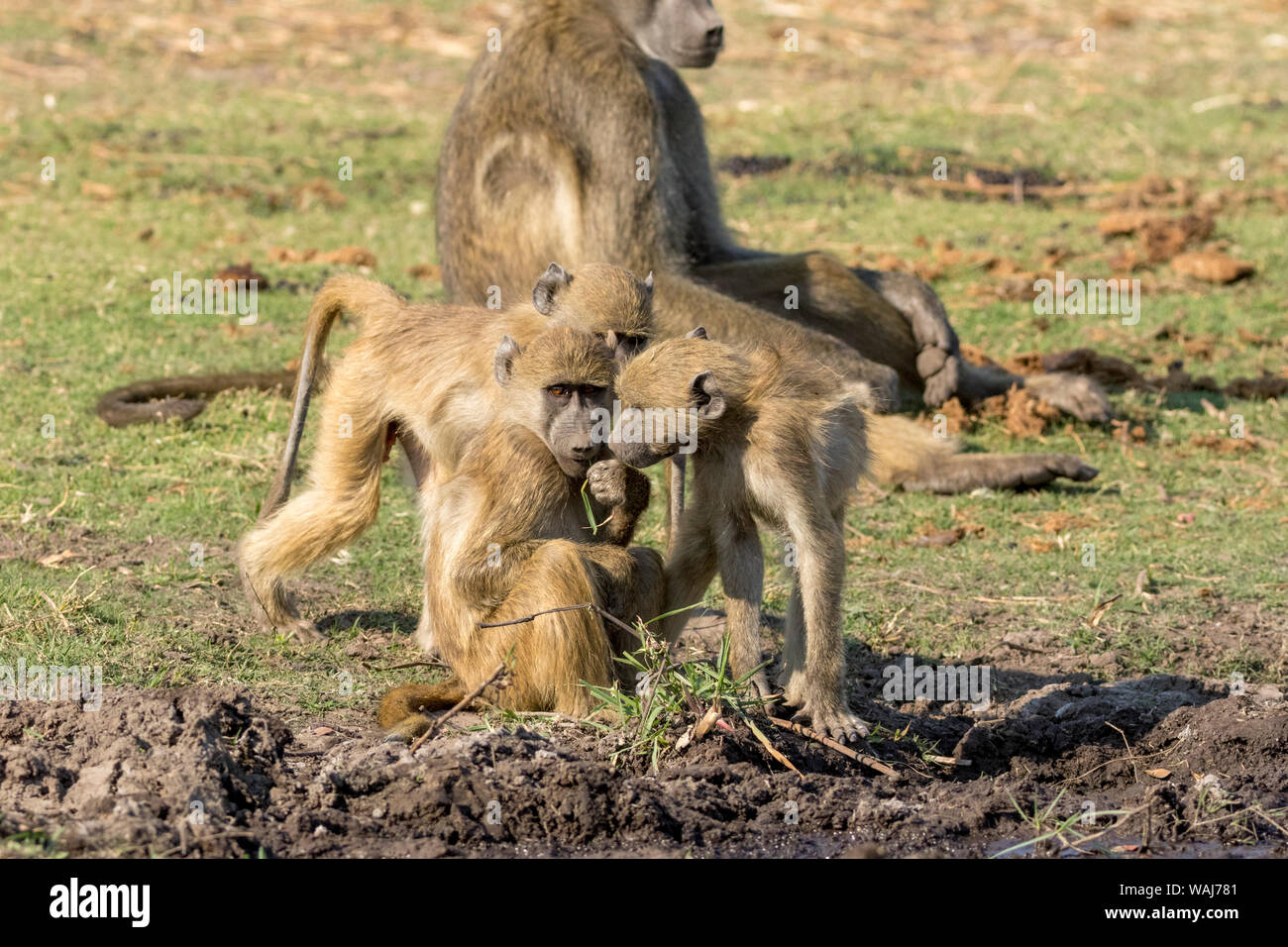 L'Afrique, Botswana, Senyati Safari Camp. Les babouins au bord du trou d'eau. En tant que crédit : Wendy Kaveney Jaynes / Galerie / DanitaDelimont.com Banque D'Images