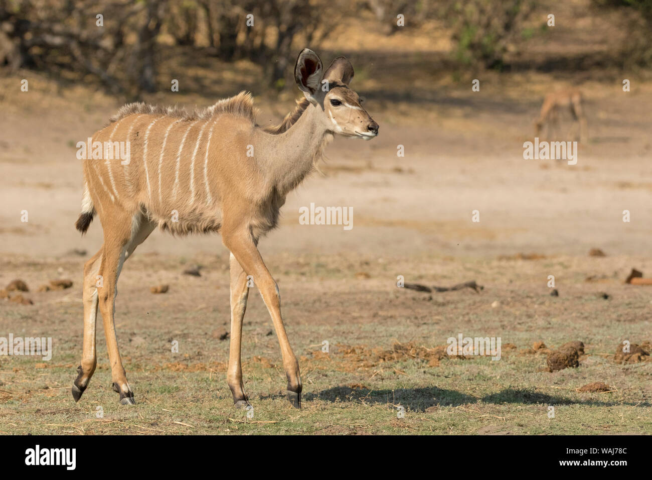 L'Afrique, Botswana, Chobe National Park. Koudou femelle marche à pied. En tant que crédit : Wendy Kaveney Jaynes / Galerie / DanitaDelimont.com Banque D'Images