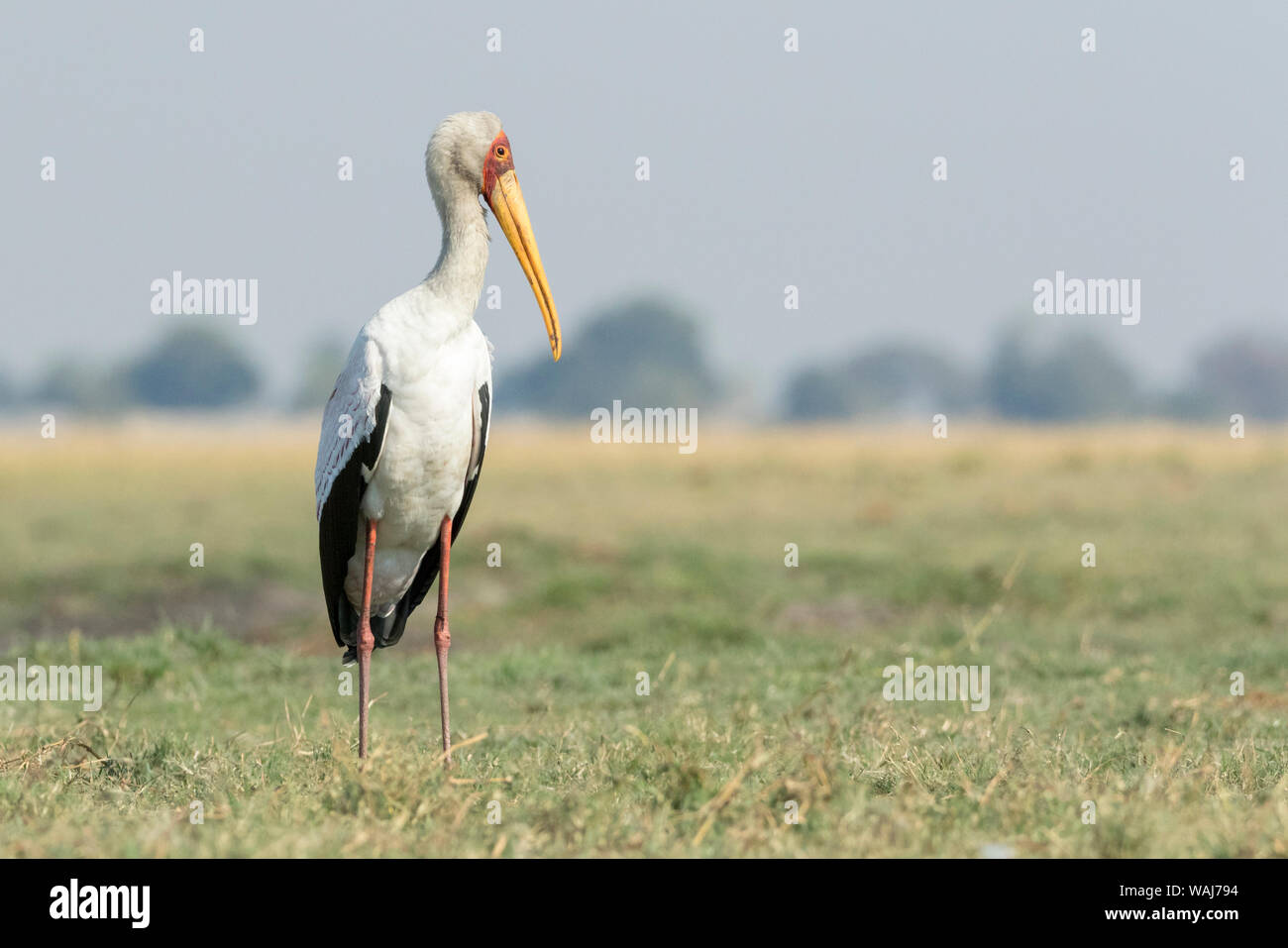 L'Afrique, Botswana, Chobe National Park. Yellow-billed stork close-up. En tant que crédit : Wendy Kaveney Jaynes / Galerie / DanitaDelimont.com Banque D'Images