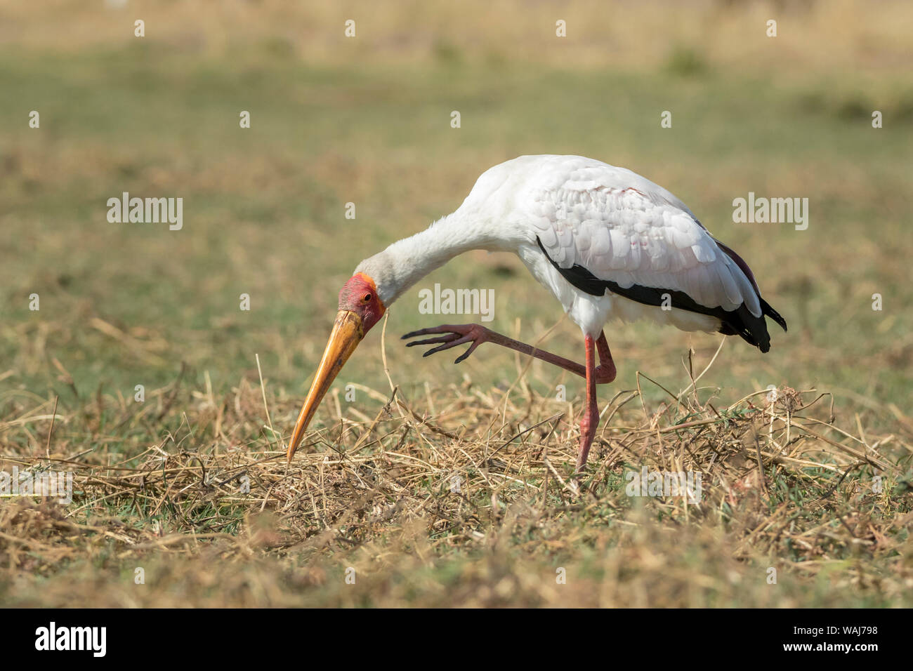 L'Afrique, Botswana, Chobe National Park. Yellow-billed stork close-up. En tant que crédit : Wendy Kaveney Jaynes / Galerie / DanitaDelimont.com Banque D'Images