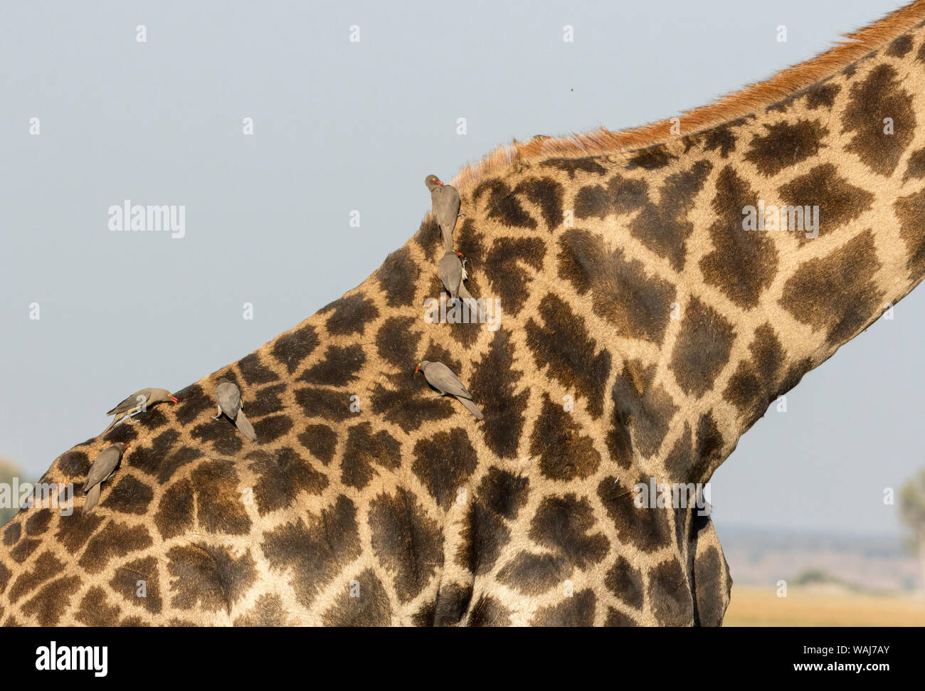 L'Afrique, Botswana, Chobe National Park. Close-up of girafe avec oxpecker oiseaux. En tant que crédit : Wendy Kaveney Jaynes / Galerie / DanitaDelimont.com Banque D'Images